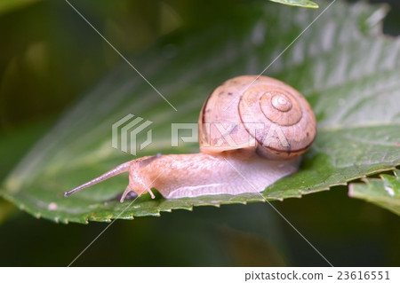 Hidarimaki My Mai 23616551