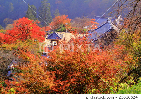Autumn leaves in Zenkoji (Kyoto) precincts 23616624