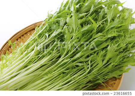 水菜 水菜 23616655