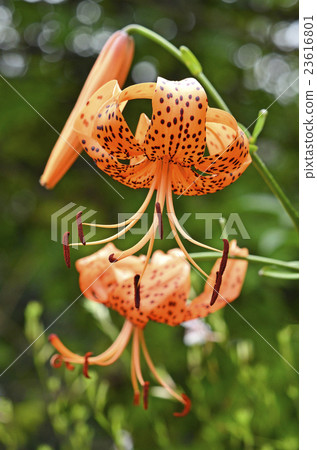 Onimuri (Demon) 23616801