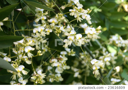 July's Shidareenju 23616809