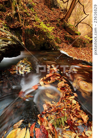 Mountain stream of deciduous leaves of Mt. Mountain stream of deciduous leaves of Mt. 23616829