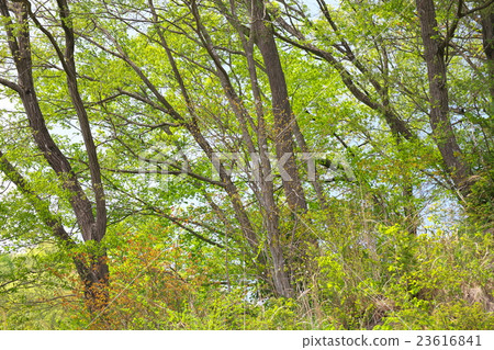 Fresh green Fresh green 23616841