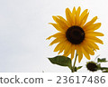 向日葵 23617486