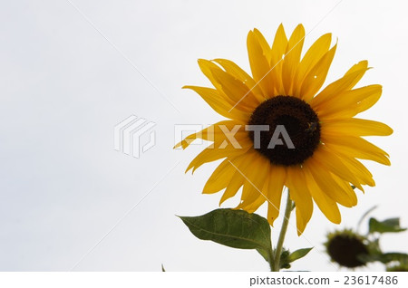 向日葵 23617486