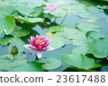睡蓮 23617488