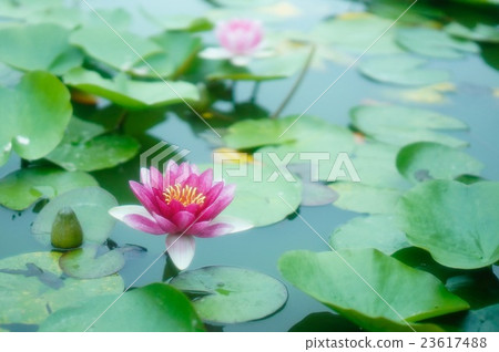 睡蓮 23617488