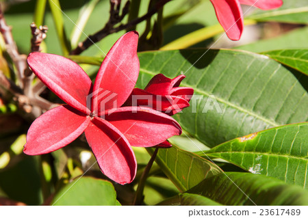 Apocynaceae red flower 23617489