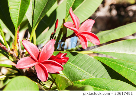 Apocynaceae red flower 23617491