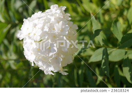 Flocks (Oranglow) Flocks (Oranglow) 23618324