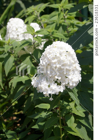 Flocks (Oranglow) 23618331