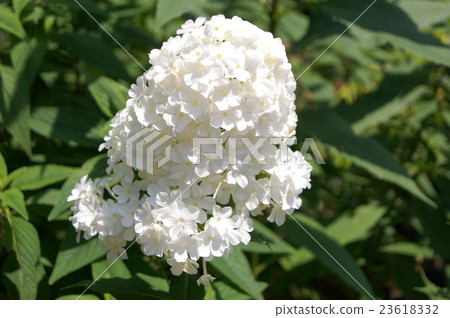 Flocks (Oranglow) 23618332