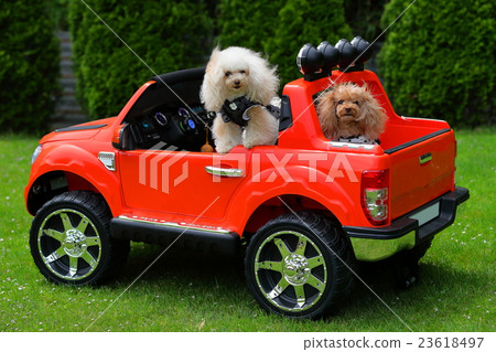 Dog tea cup poodle car 23618497