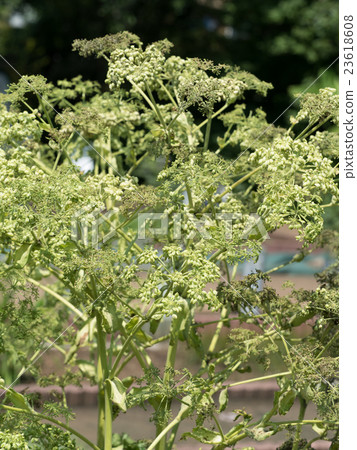 Yoloysus medicinal plants 23618608