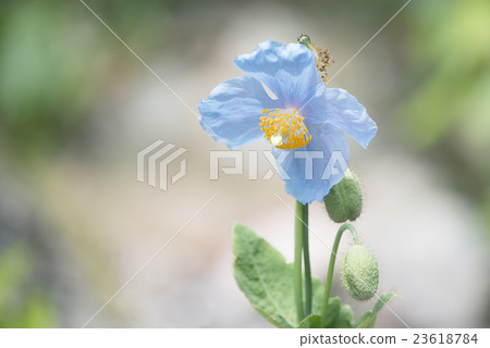 喜馬拉雅山的罌粟 23618784