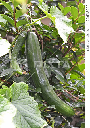 種植黃瓜 種植黃瓜 23618925