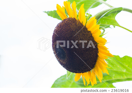 Sunflower Sunflower 23619016