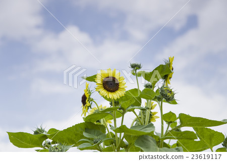 夏天的同義詞，盛開的向日葵·情人節 23619117