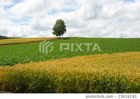 在小山的樺樹 在小山的樺樹 23619193