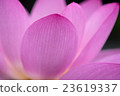 蓮花特寫 23619337