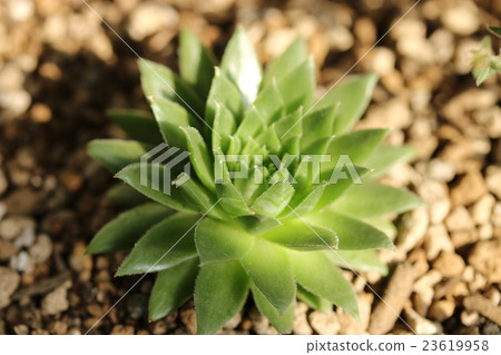 Senperubiumu Senperubiumu 23619958