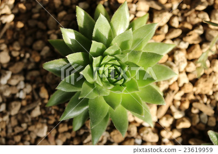 Senperbium Senperbium 23619959