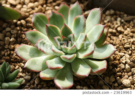 Ekebelia / Prelinse Ekebelia / Prelinse 23619963