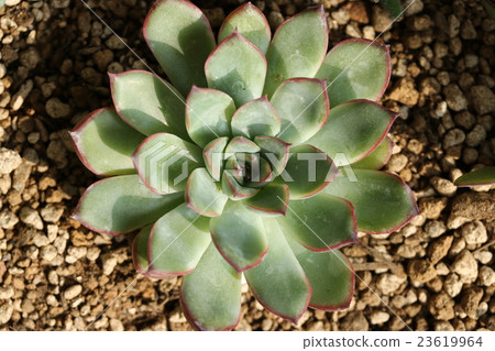 Ekebelia / Prelinse Ekebelia / Prelinse 23619964