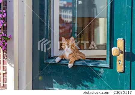 A cat peeking through the door A cat peeking through the door 23620117