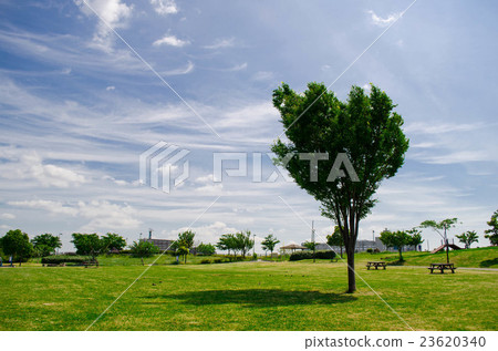 Trees and sky 23620340