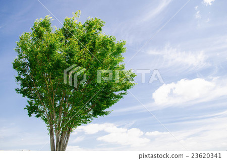 Trees and sky 23620341
