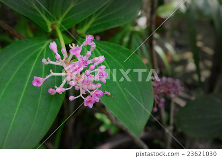 pink flower bunch in the gargden in spring season pink flower bunch in the gargden in spring season 23621030