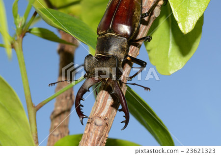 Miyamakuwagata Sky Miyamakuwagata Sky 23621323