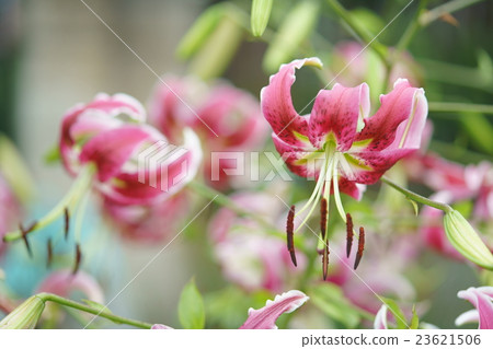 Yuri Kanoko 23621506