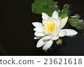 白睡蓮 23621618