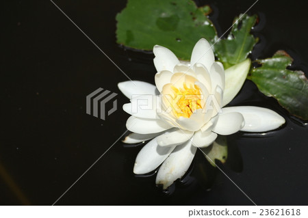 白睡蓮 23621618