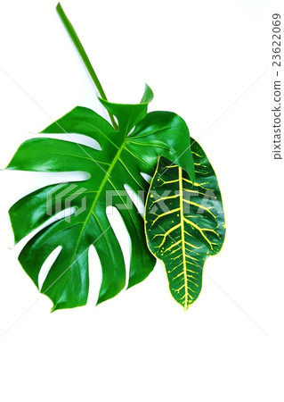葉背景材料·龜背竹和闊葉巴豆葉向下一個·白背垂直位置 葉背景材料·龜背竹和闊葉巴豆葉向下一個·白背垂直位置 23622069