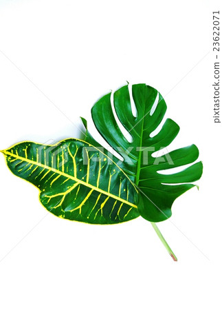 Leaf background material · Monstera and broad leaf croton leaves one leaf upward · white back vertical position 23622071