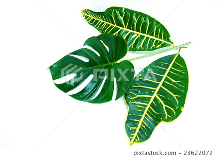 Leaf background material · Monstera leaf 1 leaf and broad leaf croton leaf 2 leaves · White back lateral position 23622072