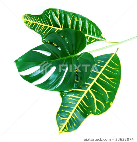 葉背景材料·龜背葉1葉和闊葉巴豆葉2葉·白背廣場 葉背景材料·龜背葉1葉和闊葉巴豆葉2葉·白背廣場 23622074