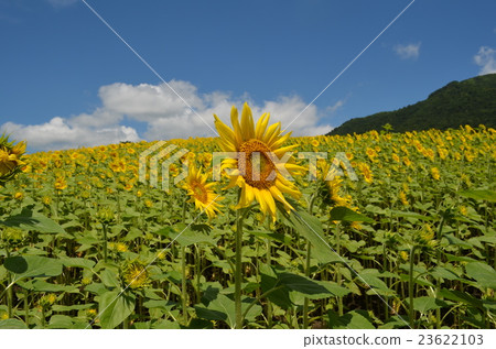 向日葵田 23622103
