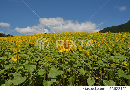 向日葵田 向日葵田 23622151