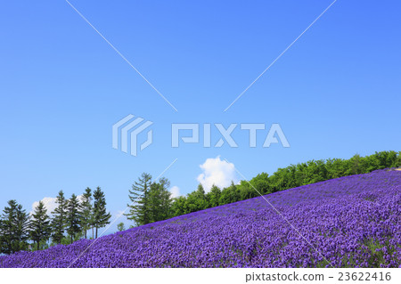 Hakodate Nakafurano Town Ayaka no Sato薰衣草花園 23622416