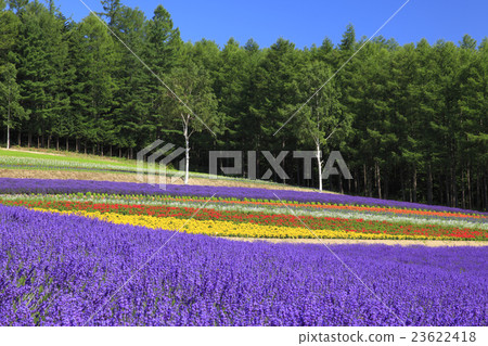 Hakodate Nakafurano Town Ayaka no Sato lavender garden Hakodate Nakafurano Town Ayaka no Sato lavender garden 23622418