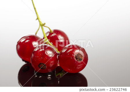 Branch of red currants 23622746