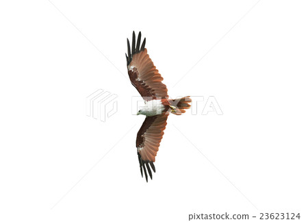 Hawk on White background Hawk on White background 23623124