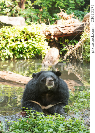 Asiatic black bear in water Asiatic black bear in water 23623175