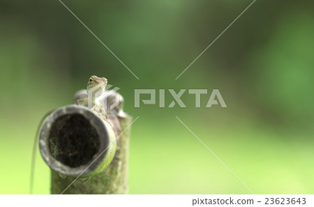 Chameleon on the steel pipe Chameleon on the steel pipe 23623643