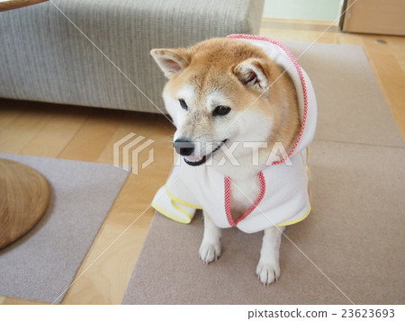 Mako after shampoo Mako after shampoo 23623693