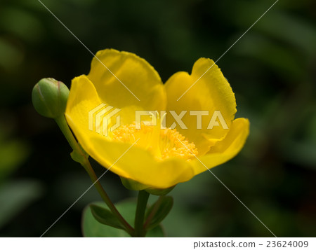 燦爛的黃色大金色梅花梅 23624009